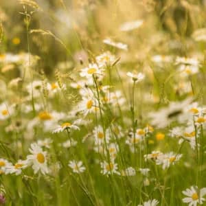 Sunlit green foliage with soft natural light